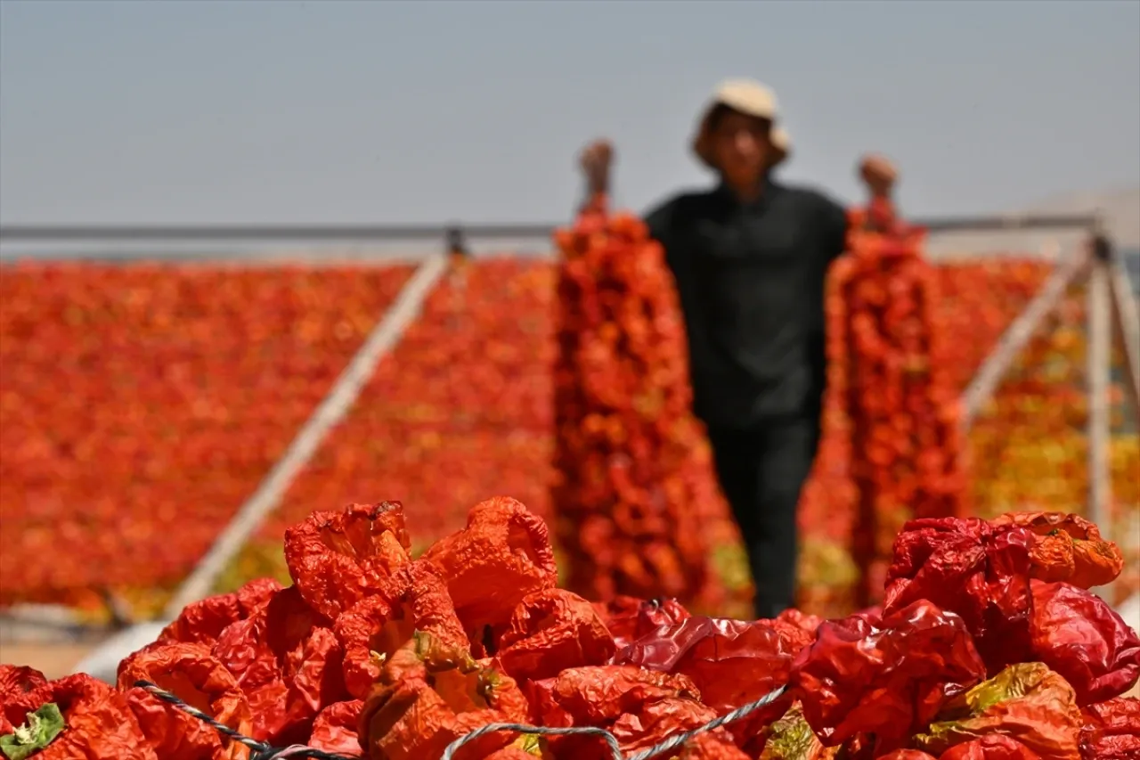 Gaziantep'te kurutmalık sezonunda tepeler kırmızı, mor ve yeşile büründü
