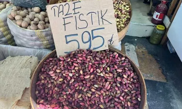 Antep Fıstığında Sezon Sonrası Fiyat Düşüşü: Kilosu 595-645 TL Arasında