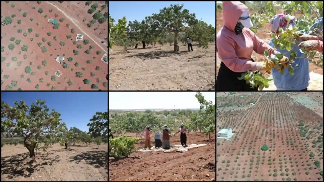 Boz Antep fıstığında fiyatlar üreticisinin yüzünü güldürüyor