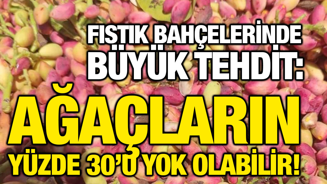Fıstık Bahçelerinde Büyük Tehdit: Ağaçların Yüzde 30’u Yok Olabilir!