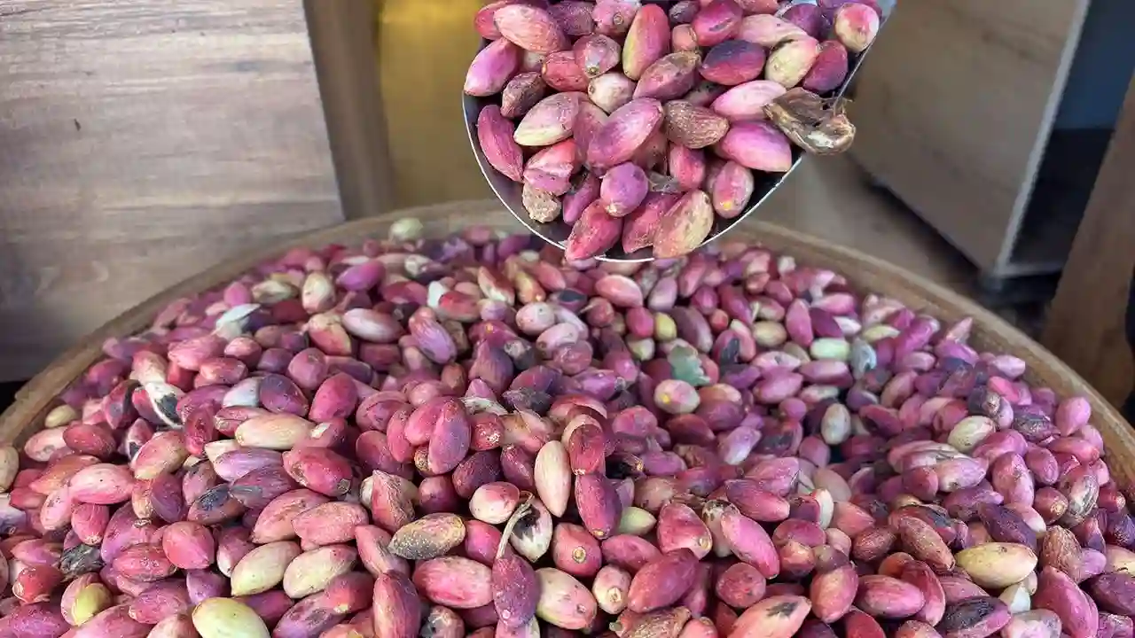 Gaziantep’te Antep Fıstığı Fiyatları Uçtu! Kilosu Bin 700 TL’yi Gördü