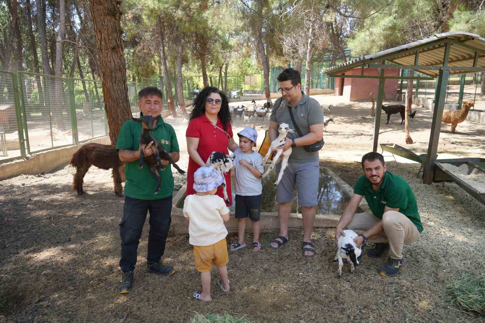 Cüce keçiler Gaziantep Doğal Yaşam Parkı’nda dördüz doğuruyor