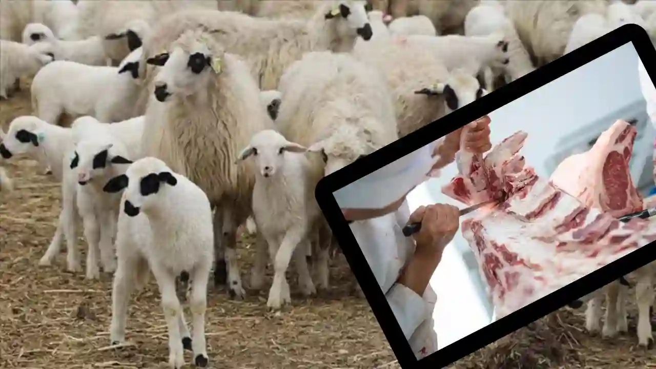 Gaziantep’te Et Fiyatı İsyanı: “Kesim İçin Koyun Yok” İddiası Fiyatı Uçuruyor