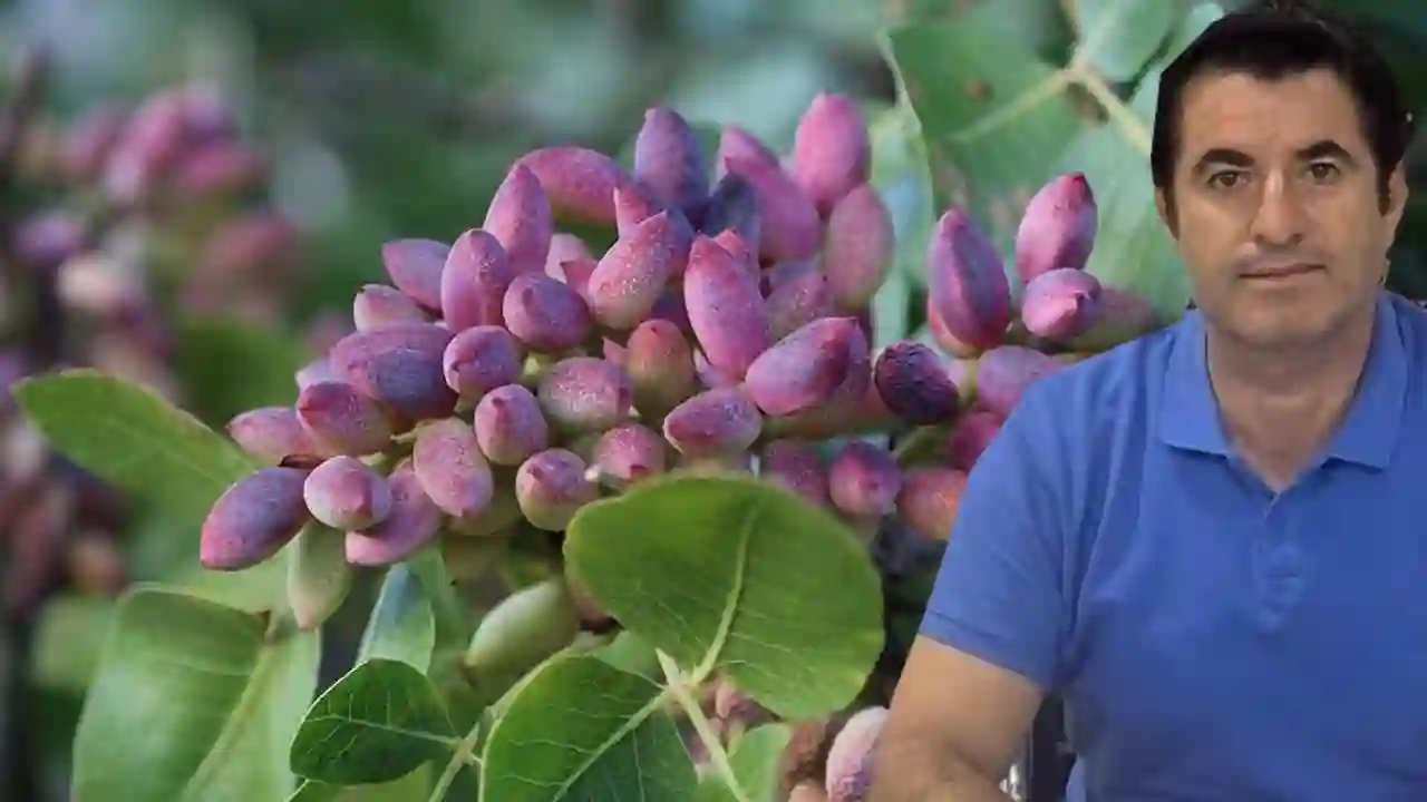 Komisyoncuların Antep Fıstığı Oyunu: 'Bekleyin, Satmayın'