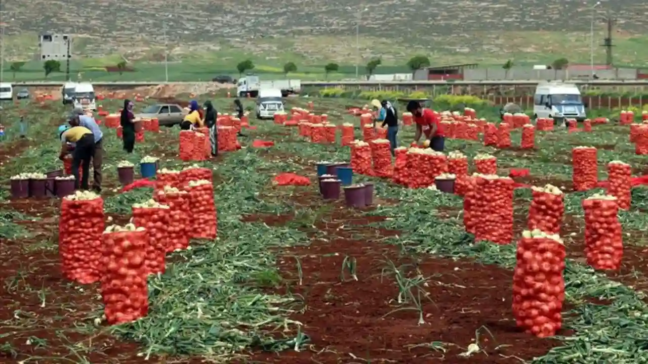 Gaziantep’te Soğan Hasadı Devam Ediyor: Tarlada 3 Lira, Markette 15 Lira