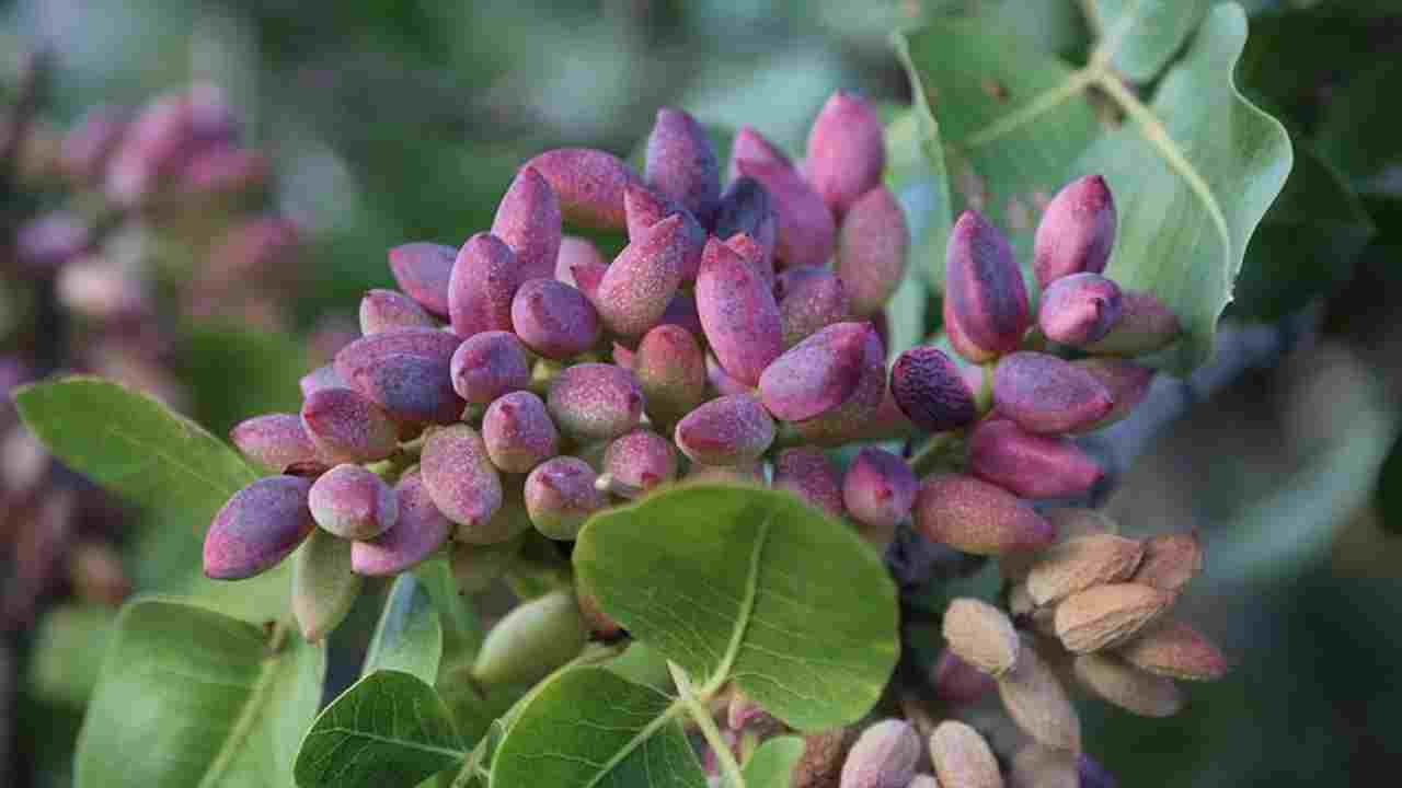 Zirai Don ve Kuraklık Antep Fıstığında Rekolteyi Vurdu: Gaziantep’te %80 Kayıp