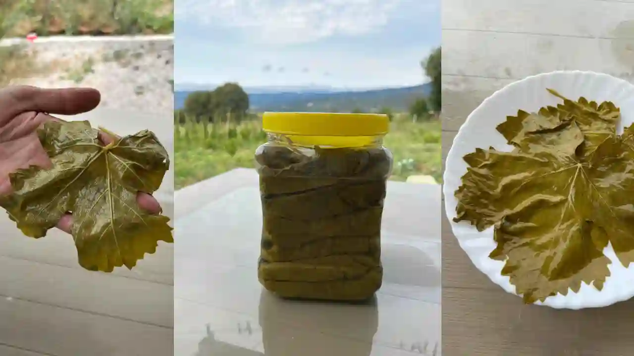 En Güzel Asma Yaprağı Nerede Yetişir?