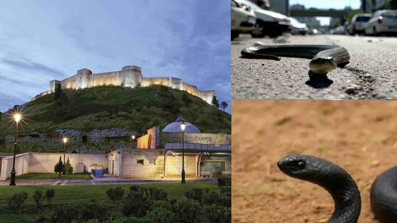 Gaziantep'i Yılanlar Bastı: Şahinbey'de 2 Metrelik Yılan Paniği!