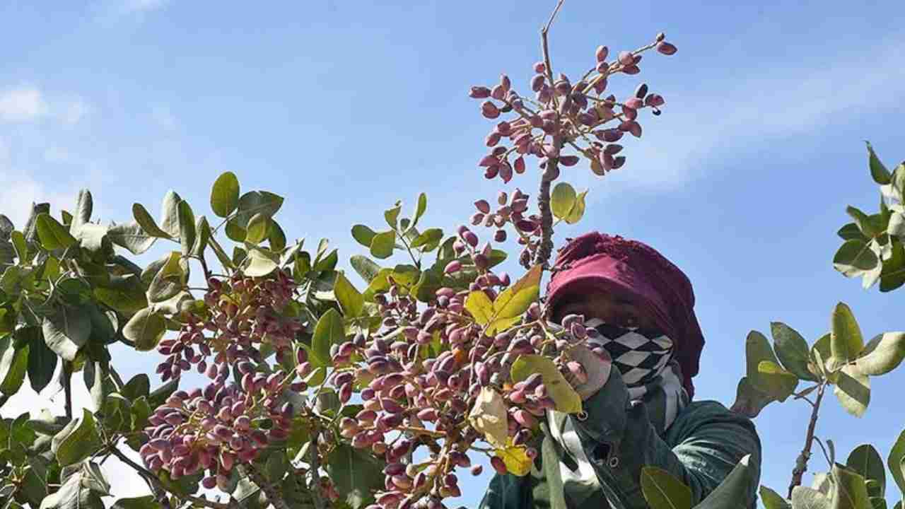 Antep Fıstığı Üreticilerine Müjde! Resmi Gazete'de Yayımlandı