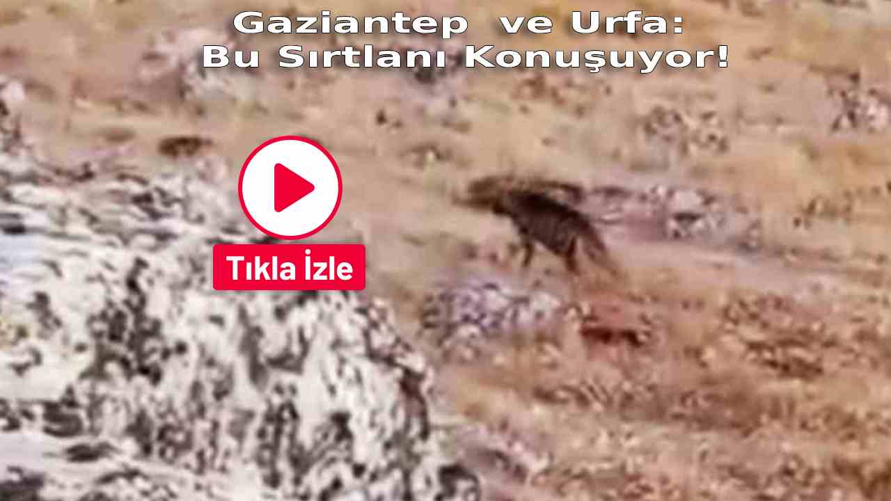 Gaziantep Bu Sırtlanı Konuşuyor! Nesli Tükenme Tehlikesindeki Çizgili Sırtlan Görüntülendi