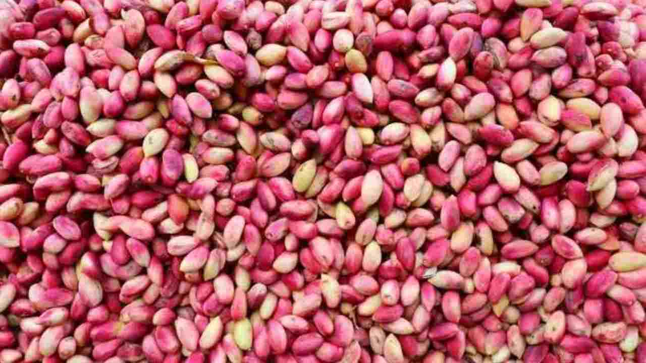 Gaziantep’te Fıstık Piyasası Kızıştı! 16 Eylül 2025 Fiyatları Açıklandı