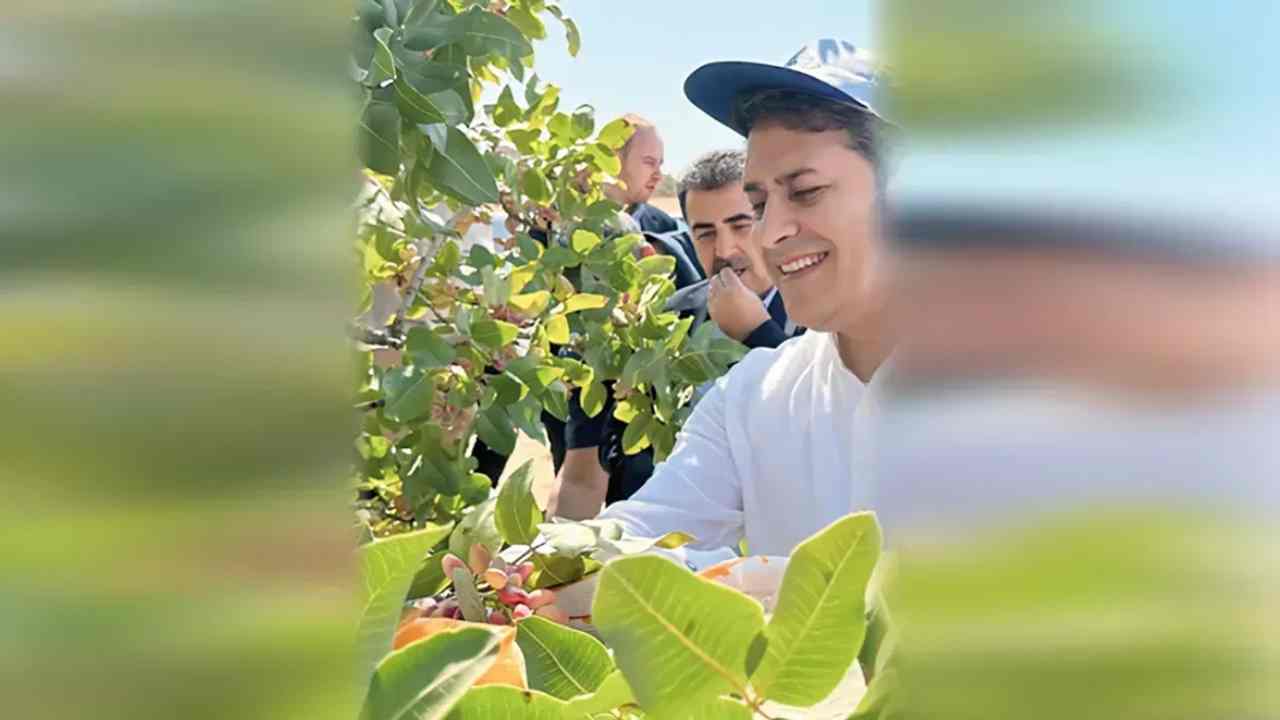 Antep Fıstığı İthalat İddialarına Ali Şahin’den Sert Tepki!
