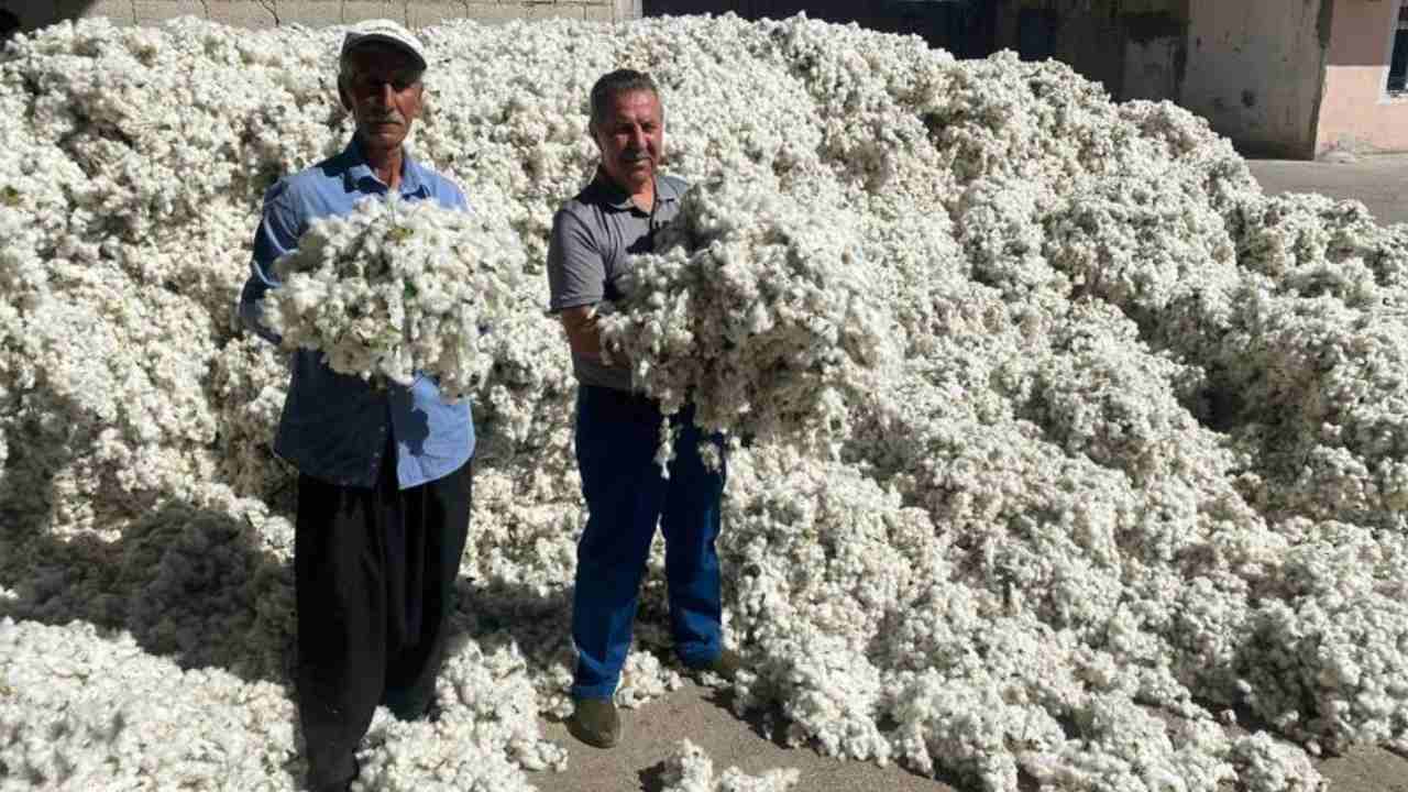 Gaziantep'te Beyaz Altın'ın Hasadı Başladı: 'Tam 15 Bin Dönüm'