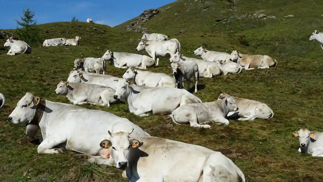 Afrika Kurban Bağışı ile Paylaşmanın Bereketi