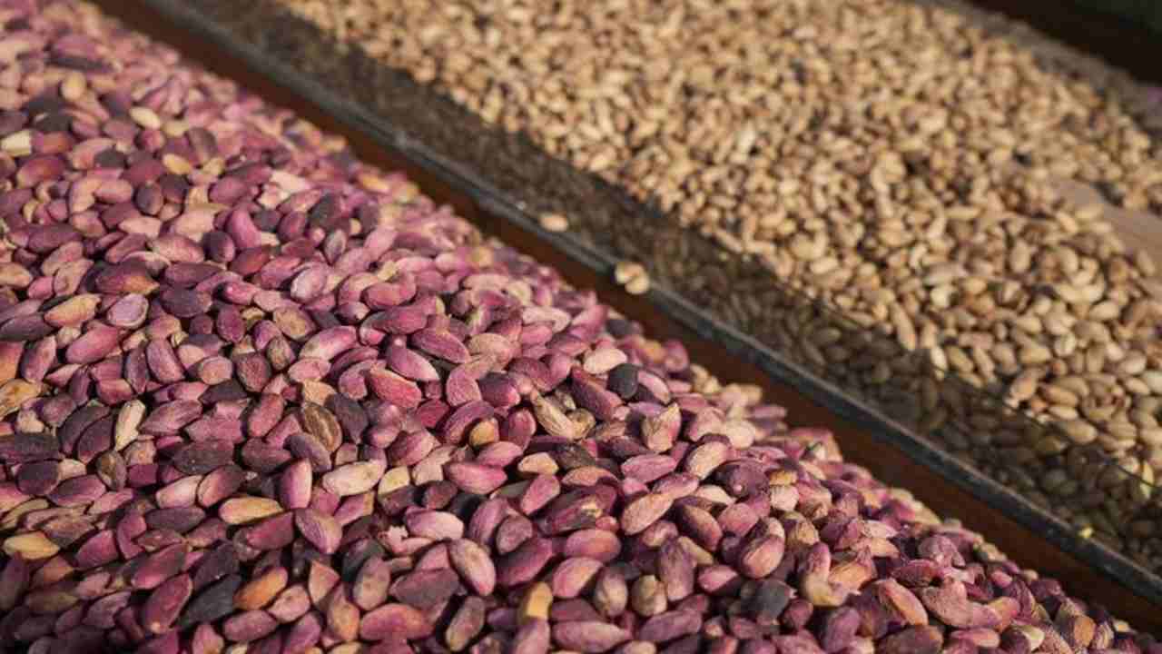 Gaziantep’te Antep Fıstığı Krizi: İthalat İzni Fiyatları Düşürdü, Üretici Endişeli