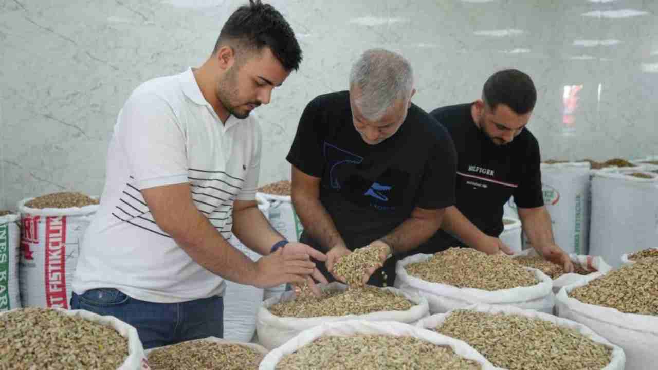 Antep Fıstığı Fiyatlarında Sert Düşüş! Alanda Satanda Azaldı