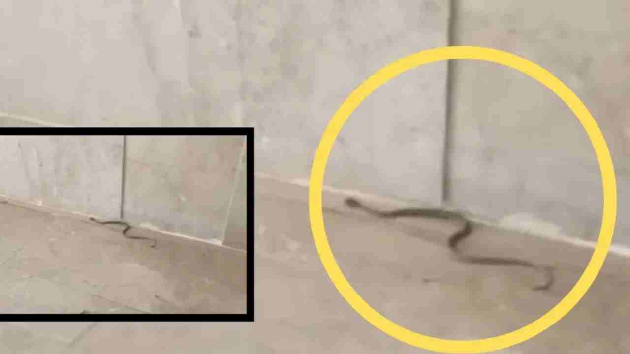 Gaziantep’te Seyrantepe Mahallesi’nde Yılan Paniği