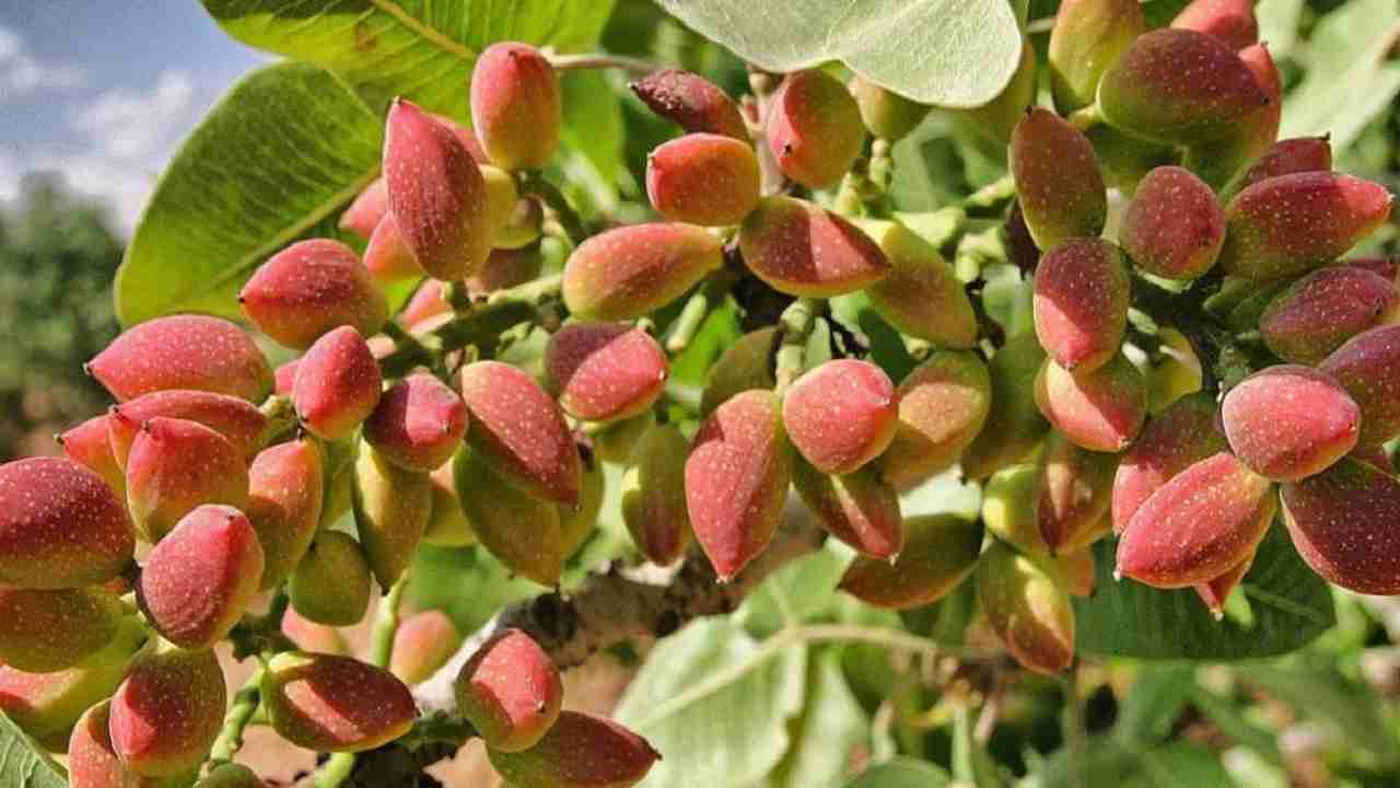 Gaziantep’te 29 Eylül 2025 Fıstık Hâl Fiyatları Açıklandı