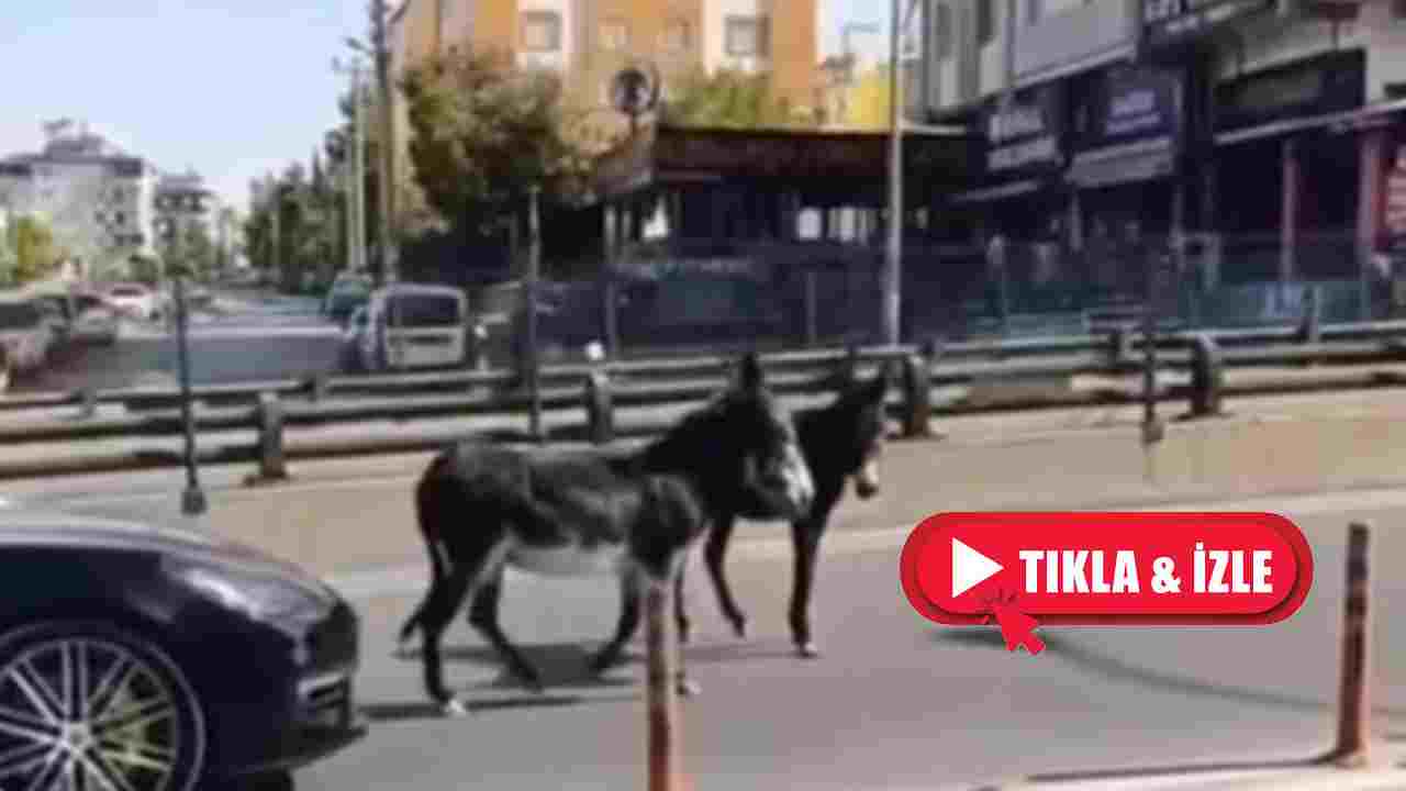 Gaziantep Şokta! Eşekler Kent Merkezine İndi! Trafikte Kaos