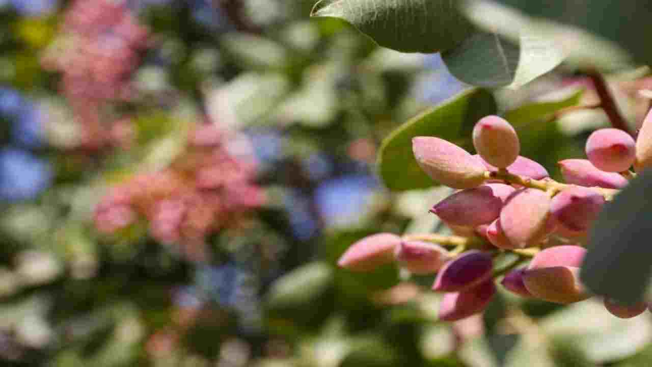 Gaziantep’te Fıstık Fiyatları Yeniden Yükselişte! 06 Ekim 2025 Pazartesi Güncel Hâl Rakamları