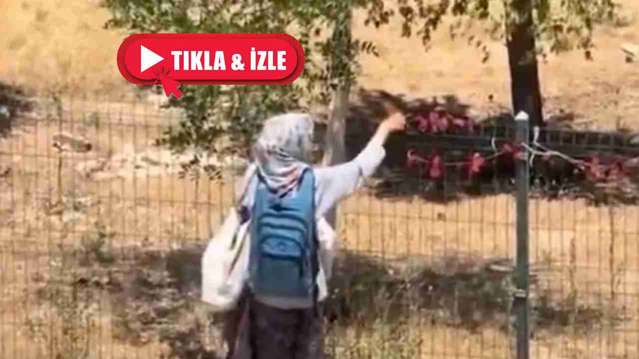 Gaziantep'te Bunuda Çaldılar! Gaziantep'te Kurutmalık Biber Hırsızlığı Şoku!