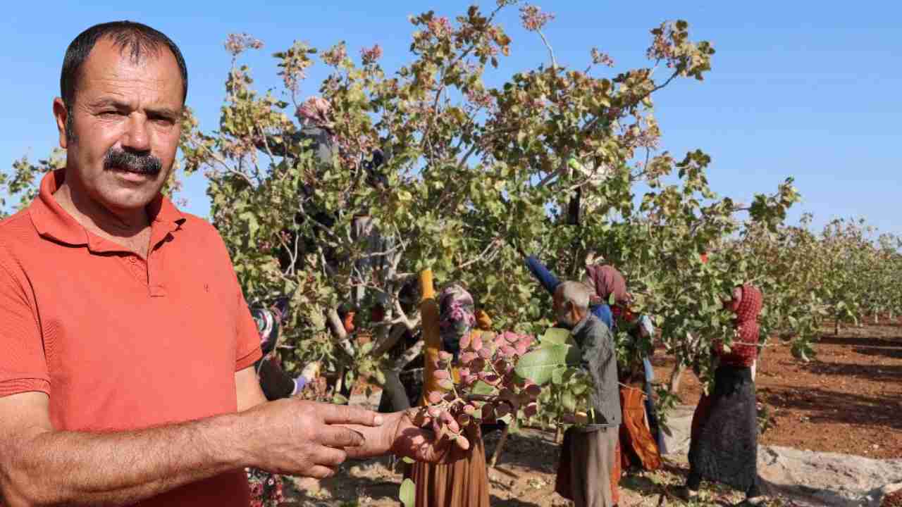 Antep Fıstığı Hasadı Bitti, Rekolte Hüsran Yarattı: Verim 50 Bin Tona Düştü