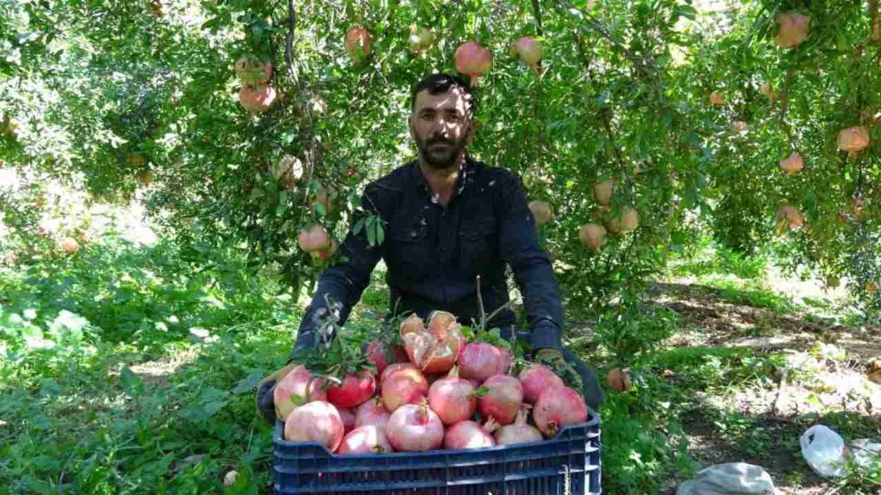 Gaziantep’te nar hasadı başladı! Fiyatı 20 TL'den başlıyor