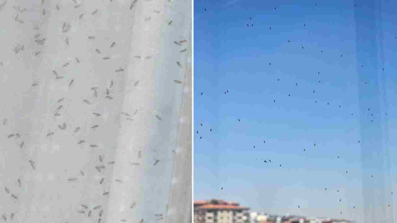 Gaziantep'te O Mahallelerde Kabus! Vatandaşlar Pencerelerini Açamıyor!