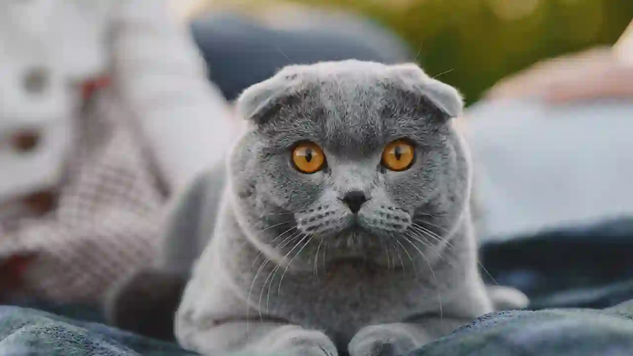 Scottish Fold Kedi Rengi ve Deseni