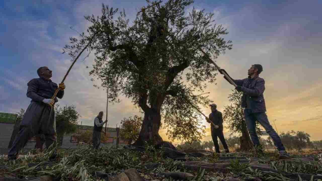 Gaziantep’te Zeytin Hasadı Bereketle Başladı! Taklit ve Tağşiş Zeytinyağı'na Karşı Uyarı