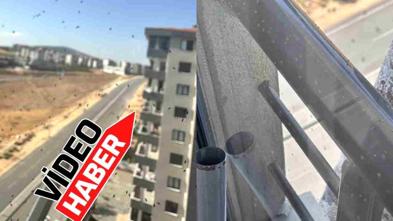 Gaziantep’te Böcek Alarmı! Mahallelerde İsyan Büyüyor