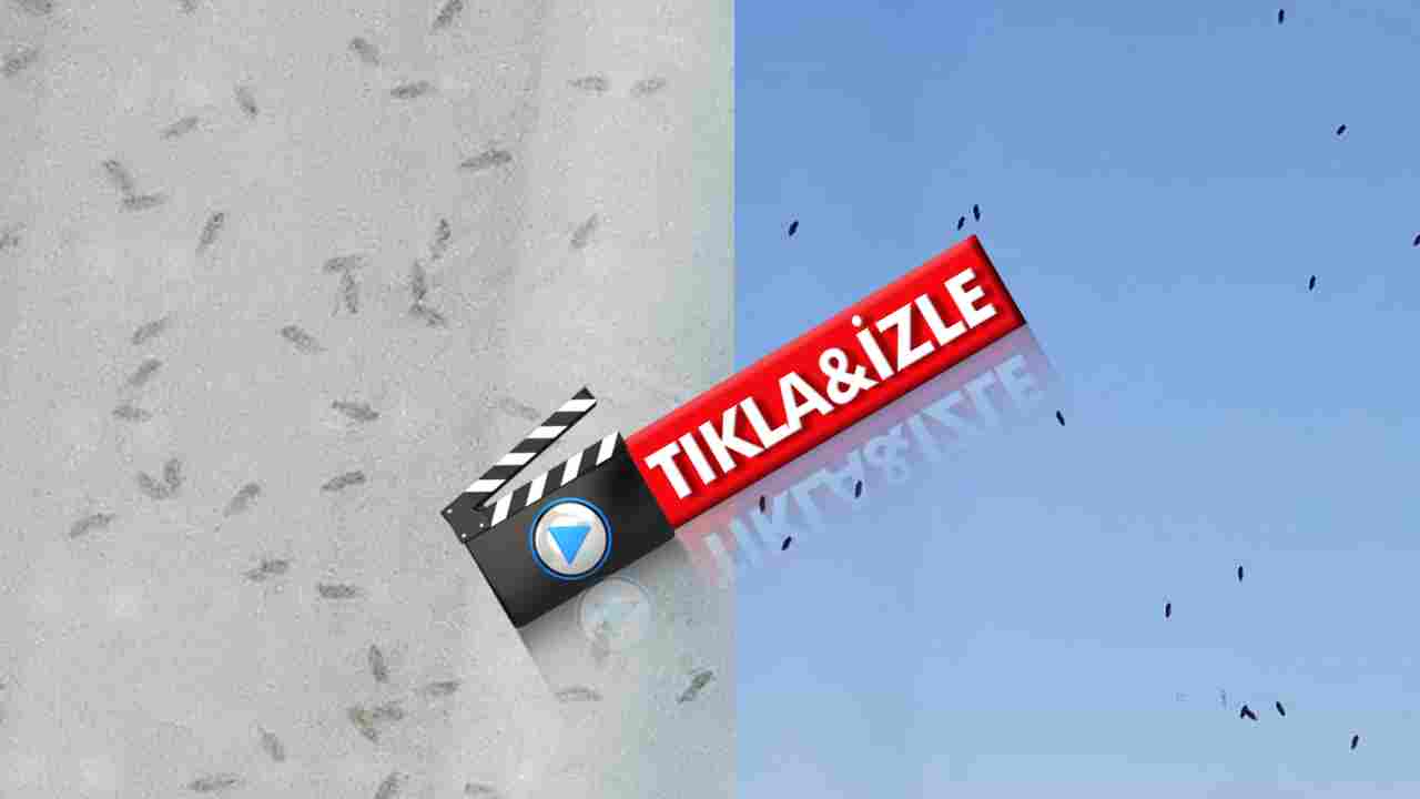 Gaziantep'te Pencereler Açılamıyor!  Fıstık biti (üvez zararlısı) Mahalleleri İşgal Etti