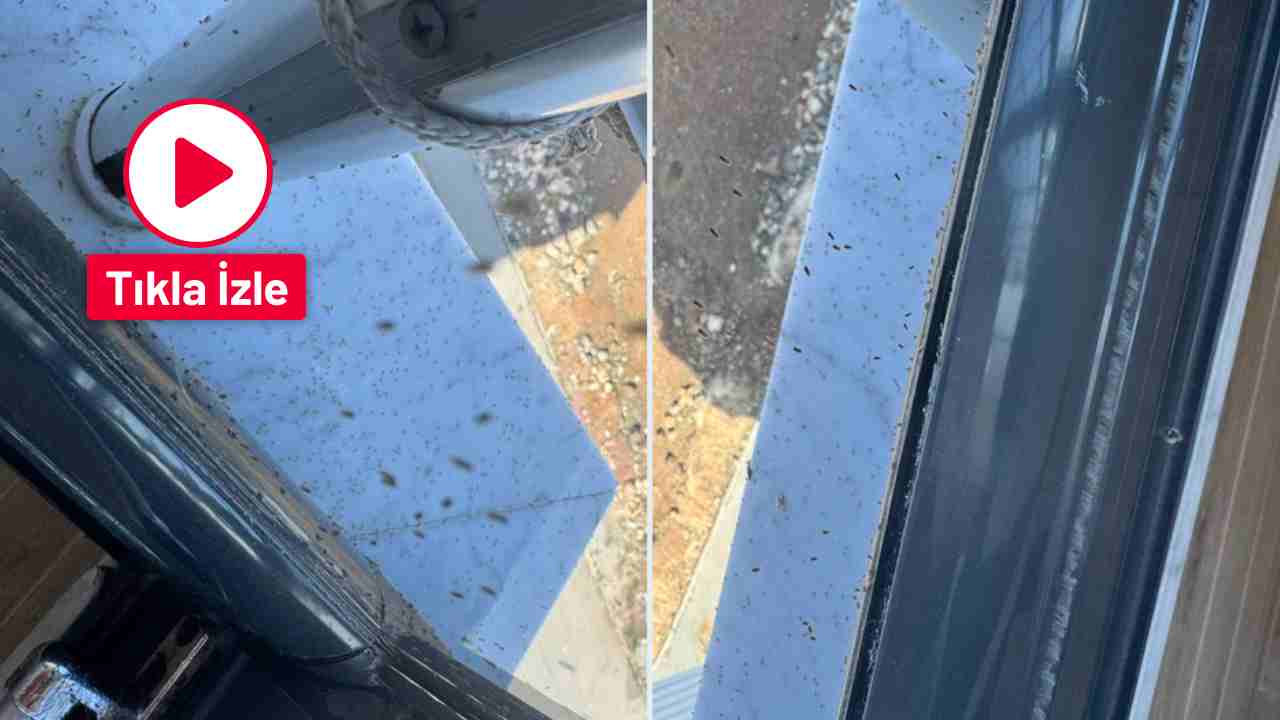 Gaziantep’i Haşereler Bastı! Mahalleler Alarmda, Vatandaş Çileden Çıktı