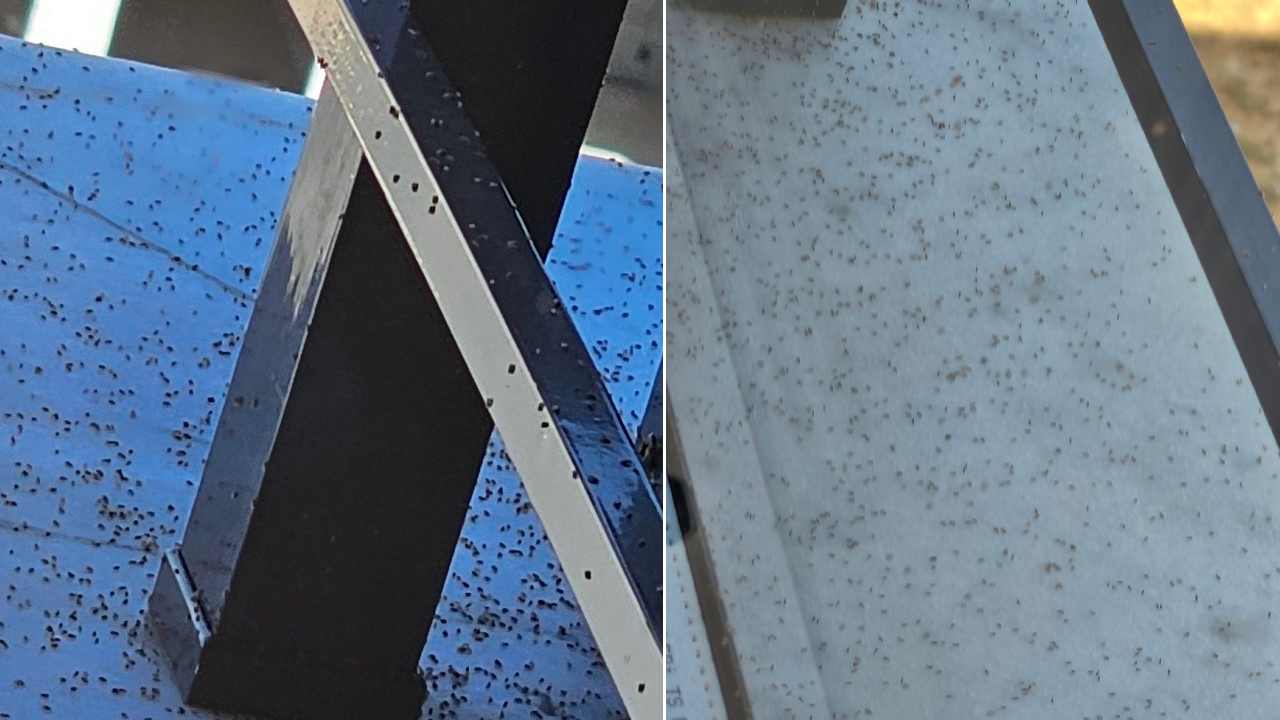 Gaziantep’te Üvez Kabusu: Üvez Kabusu BİTMİYOR BÜYÜYOR!