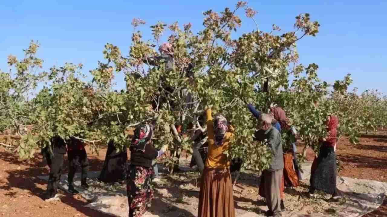 Gaziantep’te Fıstık Krizi Derinleşiyor! Kilo Fiyatı 1000 TL’yi Geçti