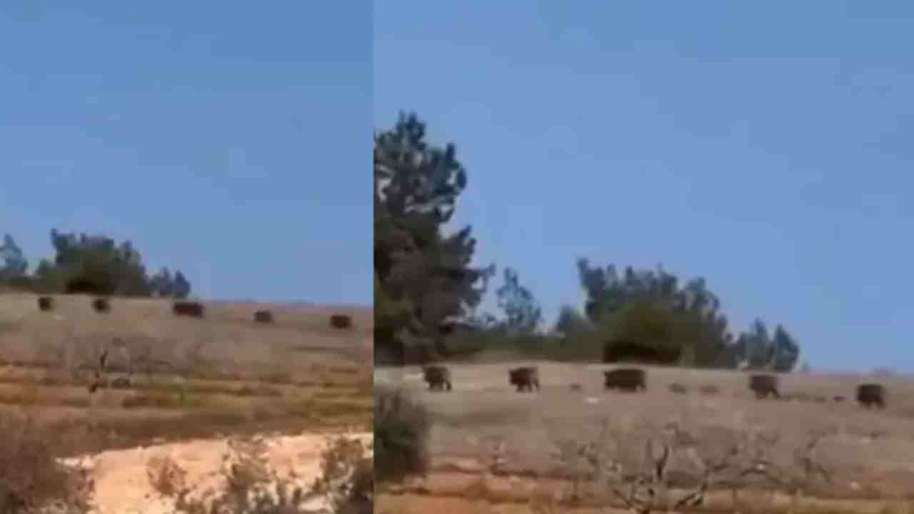 Gaziantep’te Şoke Eden Görüntü! Domuz Sürüsü Yerleşim Alanına İndi