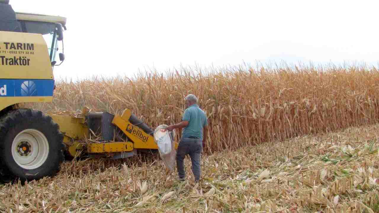 Araban Ovası'nda yağlık dane ve silajlık mısır hasadına başlandı