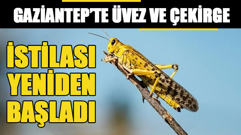 Gaziantep’te Üvez ve Çekirge İstilası Yeniden Başladı