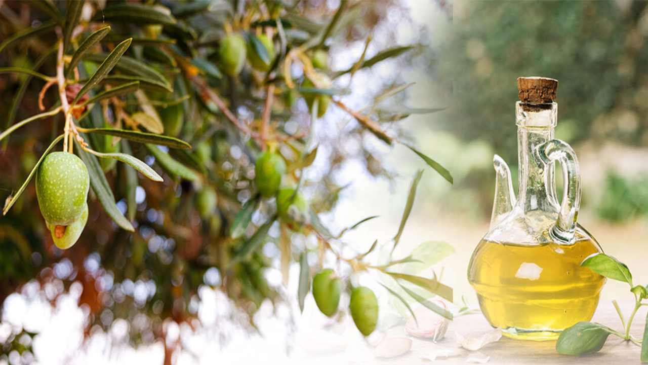 Gaziantep’te Zeytinyağı'nın Tenekesi 6 Bin TL'yi Geçiyor