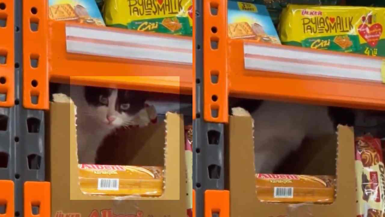 Gaziantep’te Markette Şok Görüntü!