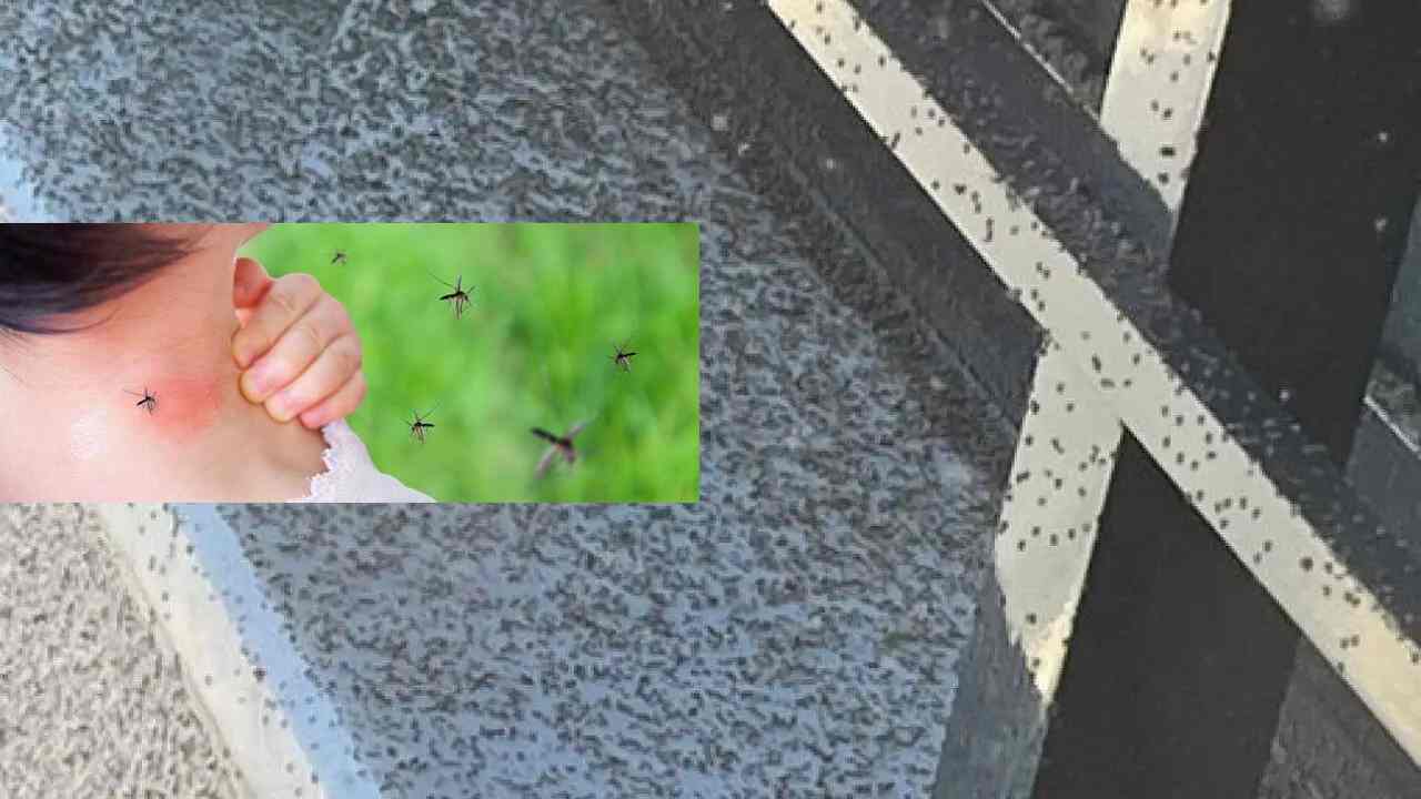 Gaziantep'te Üvezlerden Sonra Yeni Şok: Sivrisinek İstilası