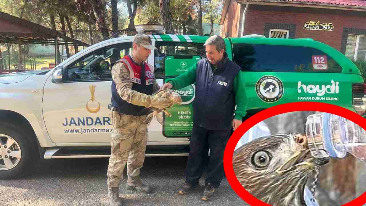 Gaziantep’te Yaralı Kartalın Dramı! Jandarma Umut Oldu