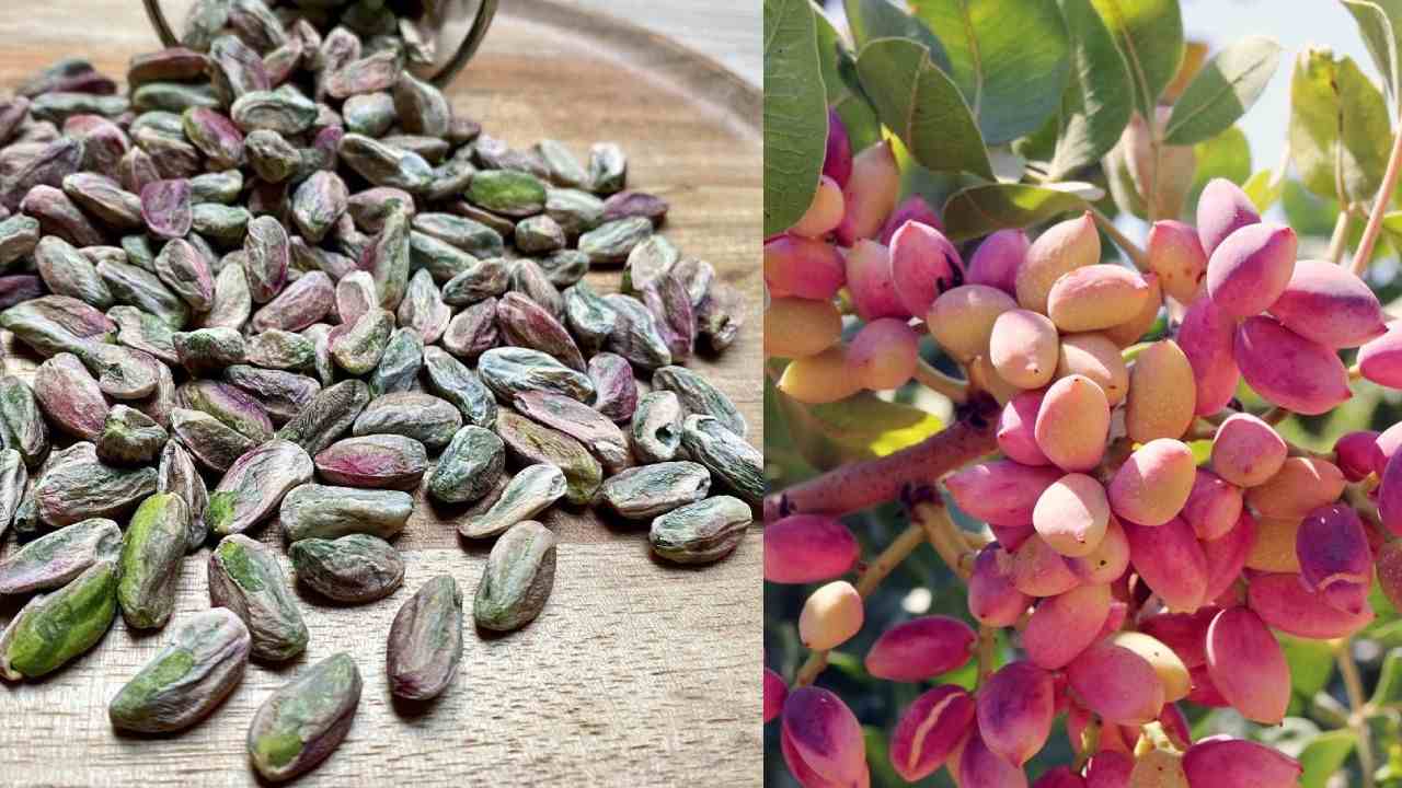 Gaziantep’te Fıstık Krizi Büyüyor: İran İthalatı Piyasayı Karıştırdı!