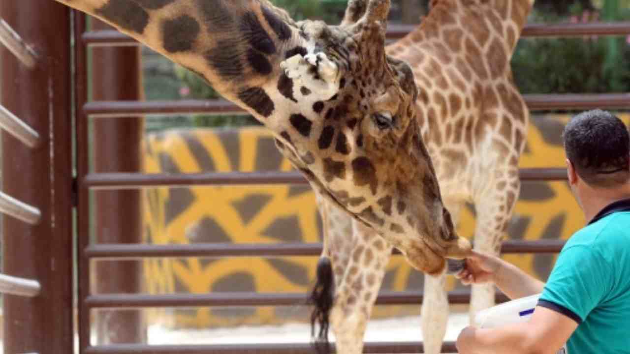 Gaziantep’in Sembolü Zürafa Şakir’den Acı Haber