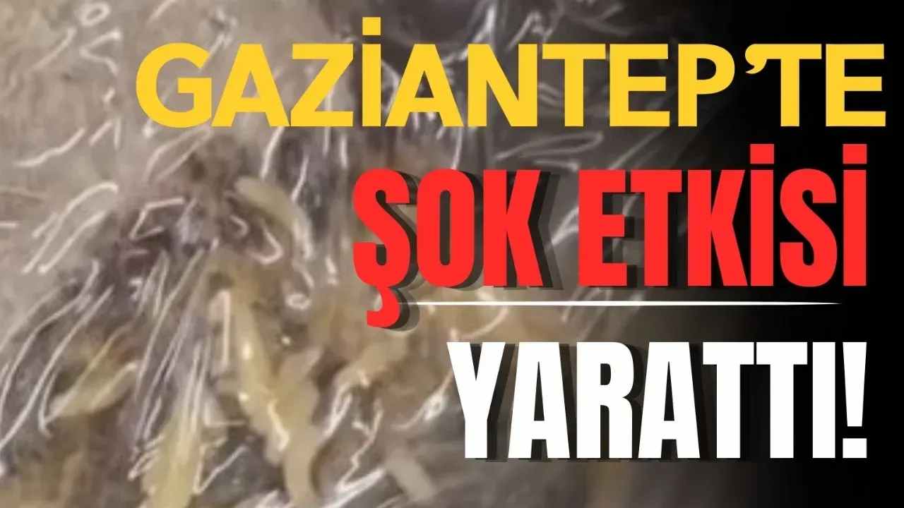 Gaziantep’te Market Skandalı! Kapalı Koliden Çıkan Yumurtalar Kurtlu Çıktı