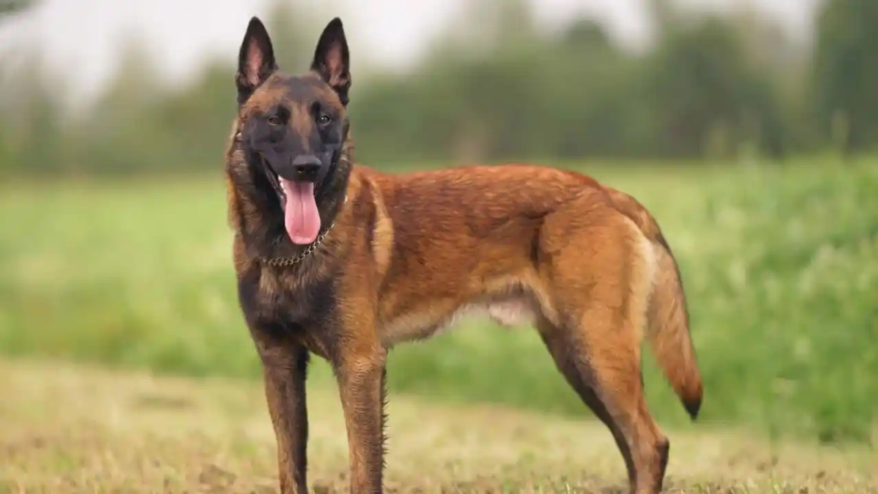 Belçika Kurdu Fiyatları, Bakımı ve Özellikleri