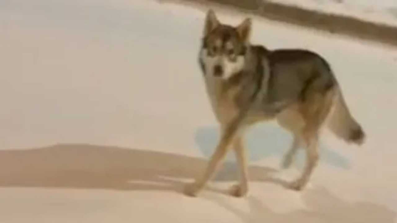 Gaziantep'te Aç Kalan Kurtlar Yerleşim Yerine İndi