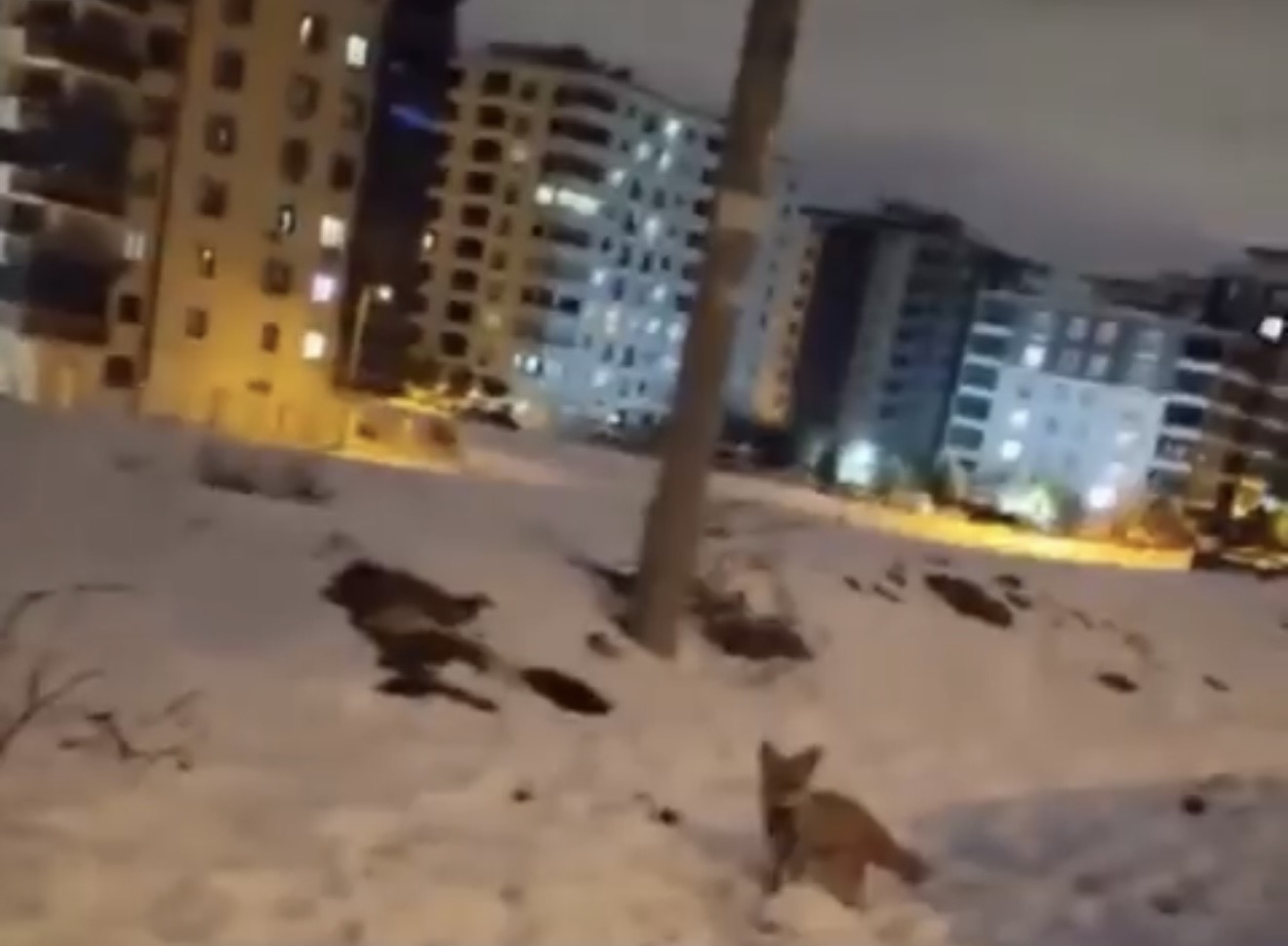 Gaziantep’te şaşırtan görüntü: Tilkiler açlıktan şehir merkezine indi