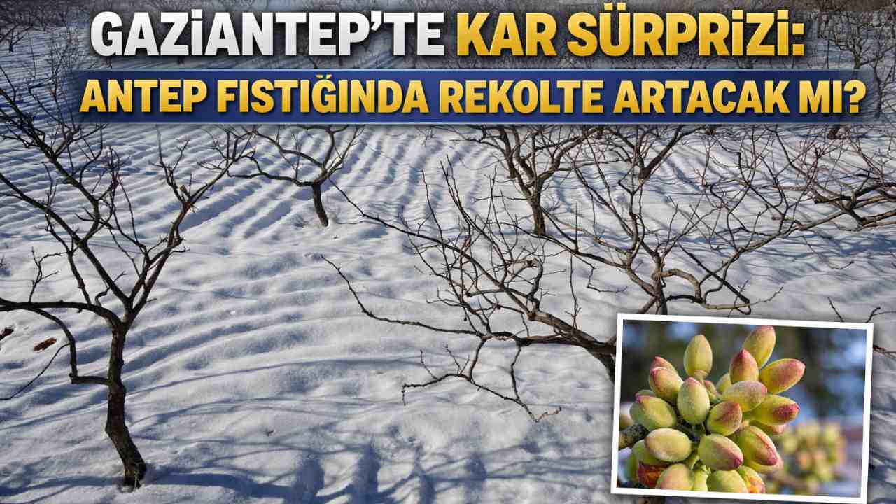 Gaziantep’te Yağan Kar Antep Fıstığını Kurtaracak mı?
