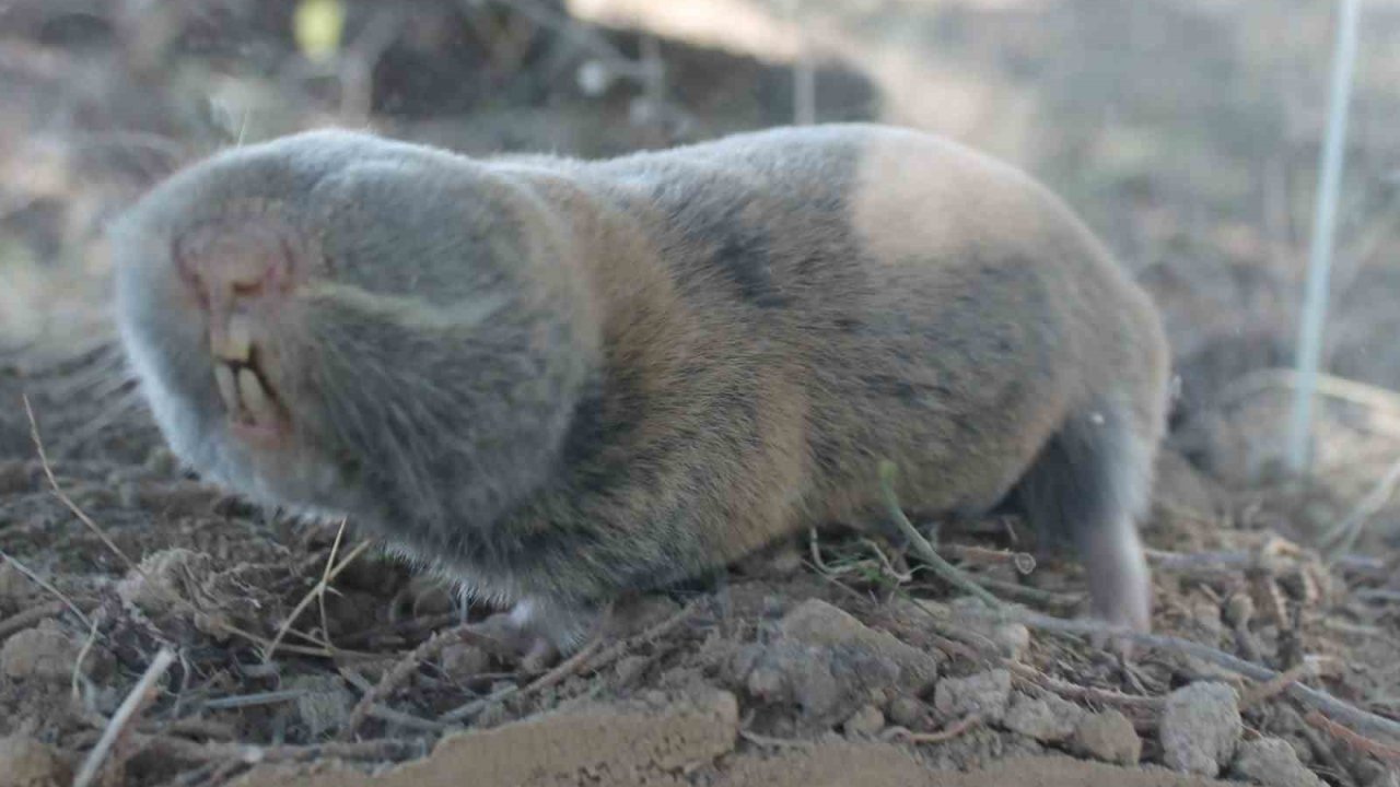 Gaziantep'te yeni fare türü keşfedildi